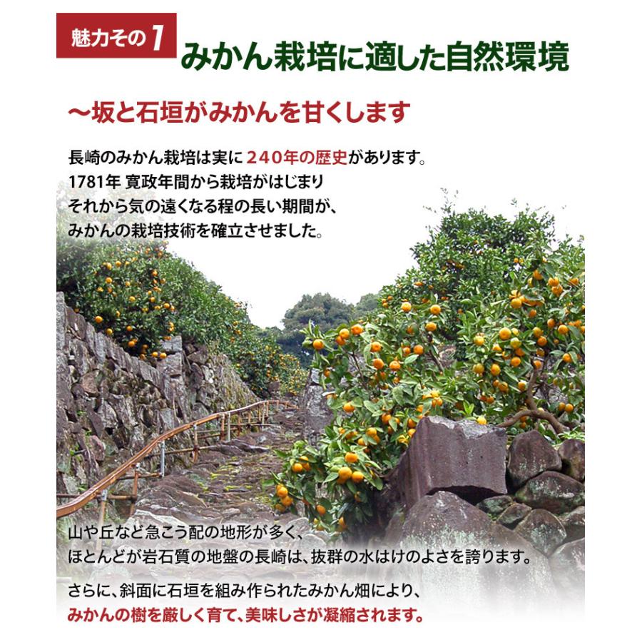 『味ロマン』 JA長崎せいひ M〜Lサイズ 約10kg 産地箱 外皮に傷あり ※常温　送料無料