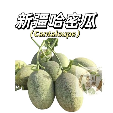 台灣現貨（老品種新疆哈密瓜種子HMG-3）好養高產~早熟品種~長條形皮薄多汁~甜美人甜瓜春秋播種水果種子