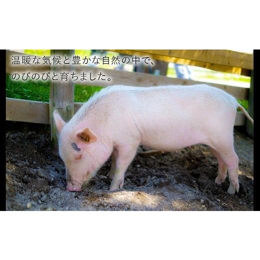 ふるさと納税 鹿児島県 南九州市 076-10 鹿児島県産豚バラスライス1.5kg