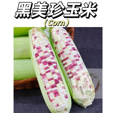 現貨🌽（黑美珍玉米）甜糯玉米棒子 黏粘苞谷高產早熟四季播種 軟糯香甜爆漿爆汁 新手易種營養價值高#健康蔬菜種子