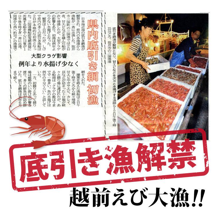 甘エビ 刺身 1kg（250g×4) 60-100尾 甘えび 甘海老 あまえび 冷凍 子持ち 子無し サイズ不揃い 福井産 えび 海老 ((冷凍))