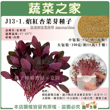 【蔬菜之家】J13-1.焰紅杏菜芽種子 (2種規格可選) 紅焰寶紅莧菜芽 顏色鮮豔美麗 適合苗菜及嫩菜食用