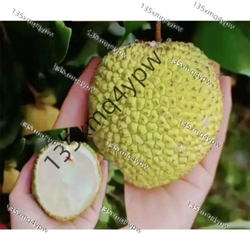 台灣現貨 菠蘿味種子（25粒）四季早熟妃子笑桂味荔枝苗種子庭盆栽地栽無核荔枝 發芽率高果樹種子 荔枝 高產水果種子
