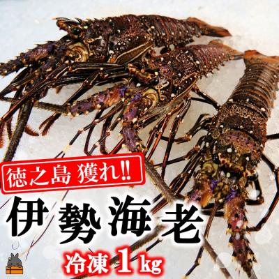 ふるさと納税 徳之島町 新鮮なまますぐ冷凍!!徳之島産冷凍伊勢海老1kg(2尾〜4尾)