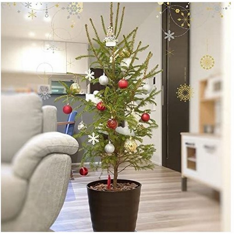 本物のクリスマスツリー ドイツトウヒ モミの木 根巻き苗 キャンドルホルダープレゼント オウシュウトウ 通販 Lineポイント最大get Lineショッピング