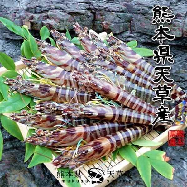 車海老 えび 活 特大500g(8-11尾)刺身 車えび 生くるまえび 熊本県産 養殖場 活車海老［お歳暮 2023 御歳暮ギフト］