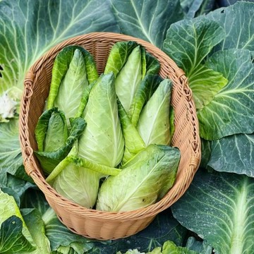 🥬（牛心包菜種子）🥬今年新種 牛心甘藍種子 四季農家田園庭院盆栽種籽 高產 抗病 蔬菜種子 新手易種植蔬菜種子