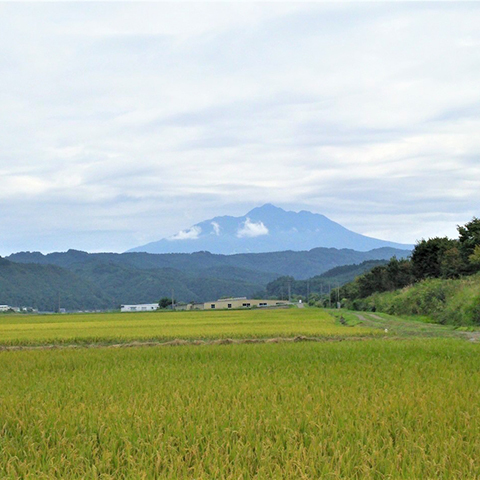 青森県鰺ヶ沢町産令和5年産 つがるロマン 白米 15kg（15kg×1袋）