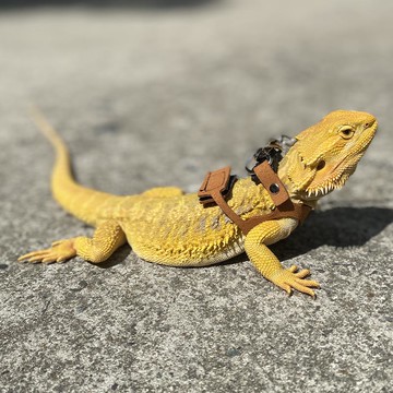 守宮鬃獅蜥蜥蜴繩牽引繩分體背心式遛胸背帶防勒外帶用品182YJ 公司貨