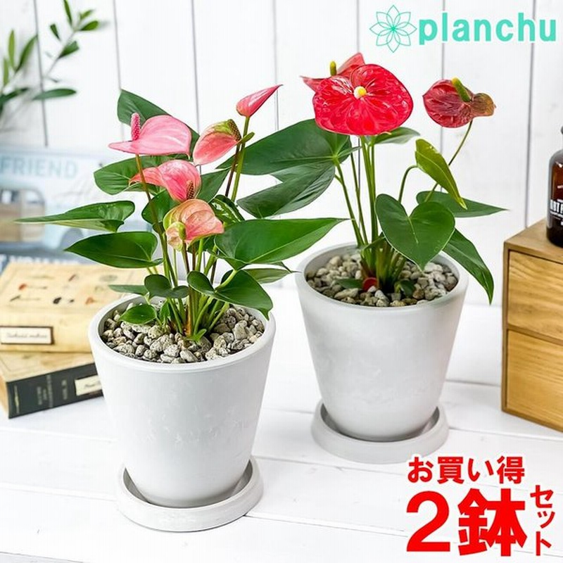 観葉植物 アンスリウム レッド ピンク 2鉢セット 5号樹脂鉢 ホワイト 受け皿付き 育て方説明書付き Anthurium Andraeanum アンスリューム 鉢花 通販 Lineポイント最大0 5 Get Lineショッピング