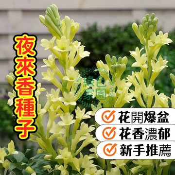 現貨速發【夜來香種子】夜晚綻放神秘芬芳，打造浪漫香氛陽台，居家綠植必備！立即搶購，讓花香點綴你的夜晚～