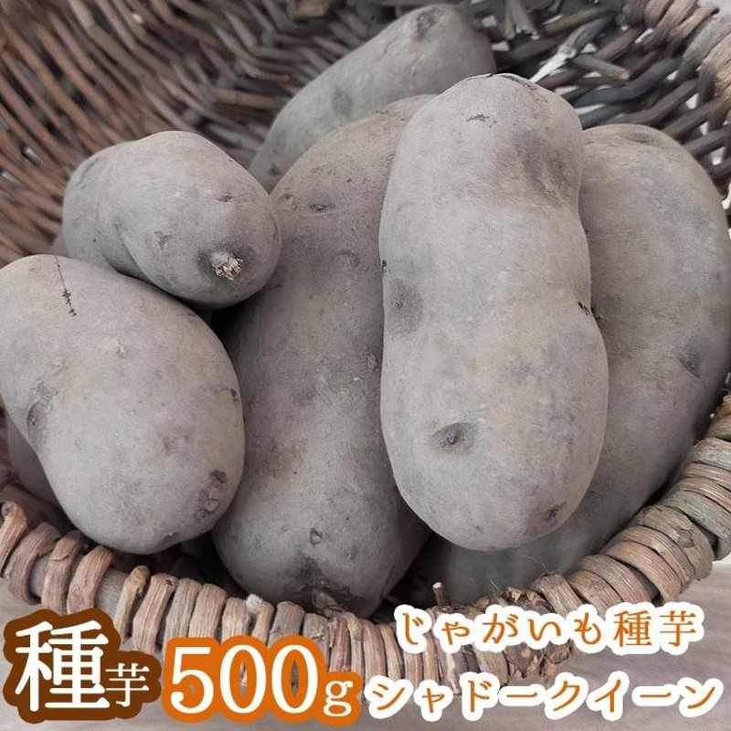 じゃがいも 種芋 種イモ シャドークイーン 種芋500g 北海道産 (苗 種