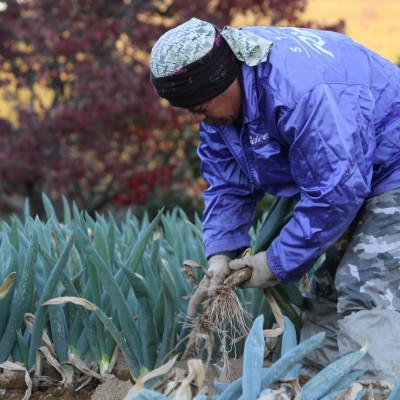 ふるさと納税 下仁田町 別名“殿様ねぎ”　大澤農園の下仁田葱(M 40本)