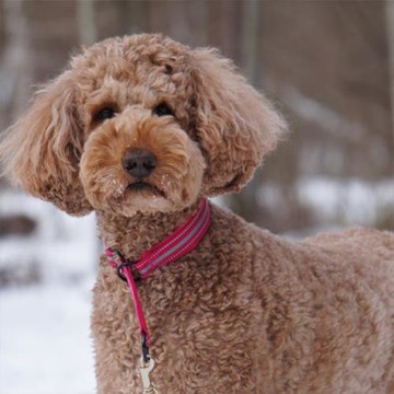 芬蘭 Hurtta 無壓迫感舒適P字項圈 Half Choke Collar_50_兩色可選