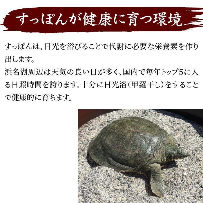 浜名湖の極上すっぽん鍋セット 600g（200g×3パック） 服部中村養鼈場 お歳暮 スッポン 服部もの 服部中村養べつ場 切り身 すっぽん料理 鍋 すっぽん鍋