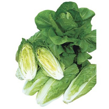 【拈花微笑】蘿蔓萵苣｜種子｜3g｜非基因改造種子｜蔬菜｜蔬果｜有機無毒｜高發芽率