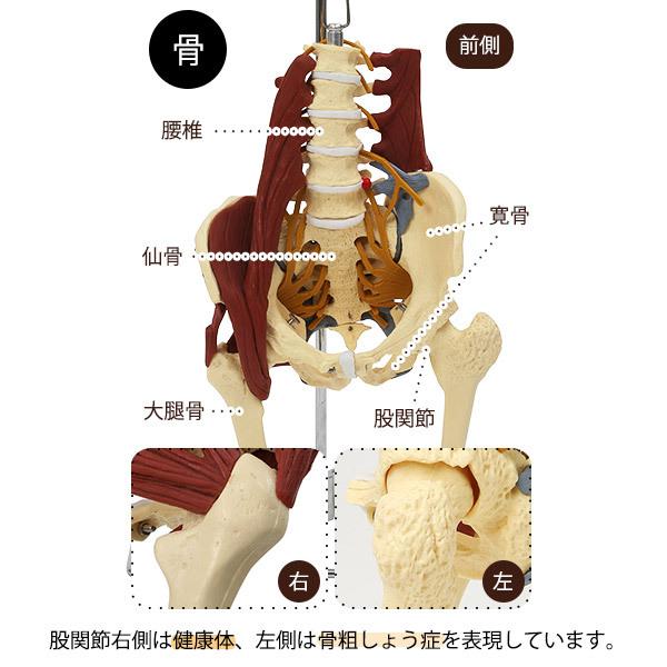 7ウェルネ 骨盤模型 人体模型 主要筋・靭帯・神経付 実物大 骨格模型 骨格標本 骨模型 骸骨模型 人骨模型 骨格モデル 人体モデル