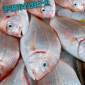 【漁讚】澎湖海釣野生盤仔魚 海釣限定 肉質鮮甜 魬鯛 紅盤 盤子魚 野生盤仔魚 海釣盤仔魚 野生鮮魚 海釣鮮魚