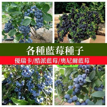 🫐【台灣品種】藍莓/樹莓種子   果樹盆栽 南高叢北高叢 奧尼爾優瑞卡 四季果樹 陽台果園 果苗 家庭農場 種植組
