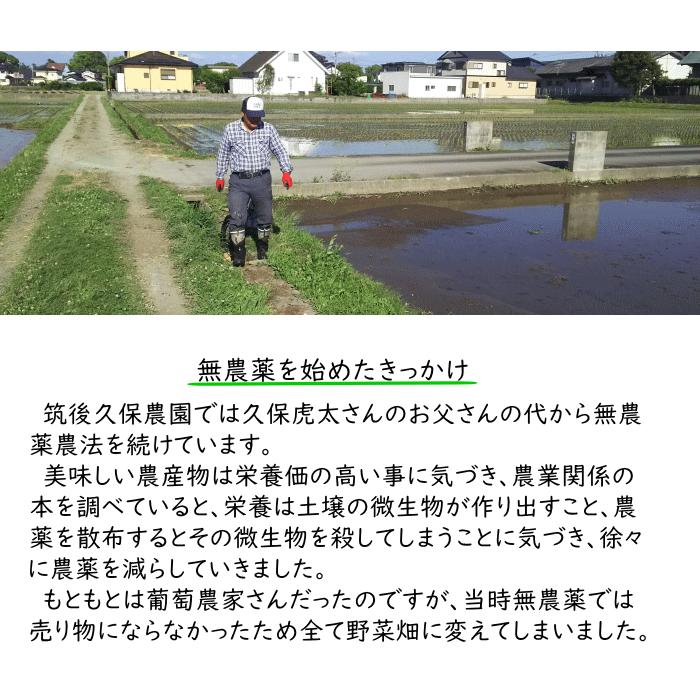 無農薬 無肥料 栽培米 15Kg 玄米 福岡県産 令和5年度産 元気つくし 筑後久保農園 自然栽培米