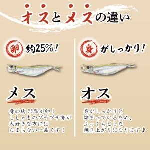 ふるさと納税 ししゃも雄雌食べ比べ 2ｋｇ セット 訳アリ シシャモ ししゃも カラフトししゃも 大洗 規格外 訳あり わけあり 傷_AV013 茨城県大洗町