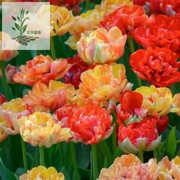 青禾園藝（冰淇淋鬱金香種子） 熱銷 重瓣大花濃香型 鸚鵡鬱金香 室內庭院陽台花養易種 四季開花 多年生