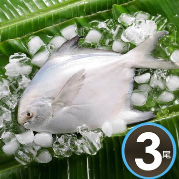 【華得水產】 野生白鯧魚3尾（330-380G/尾）_廠商直送