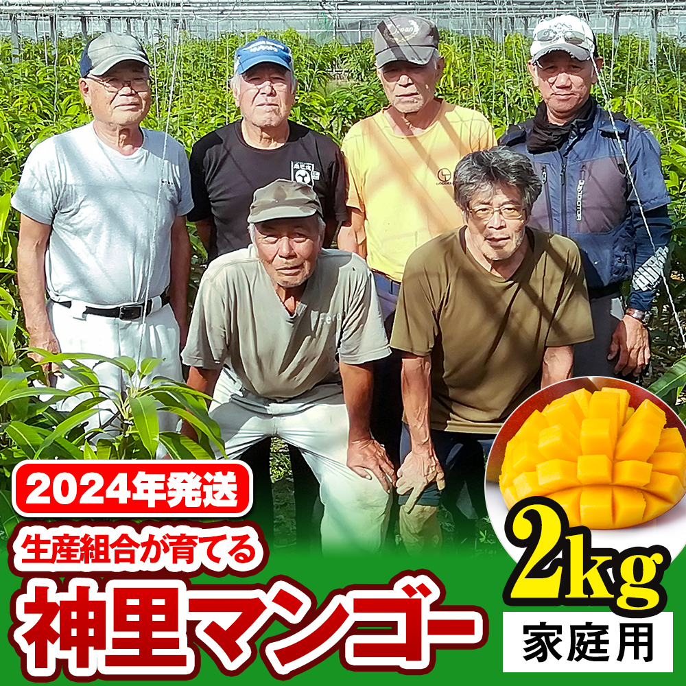 生産組合が育てる神里のマンゴー2kg　家庭用