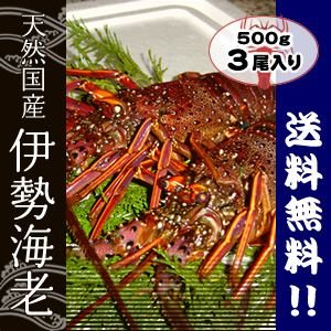 活きたまま発送　ほんのちょっとワケあり、活伊勢海老　３尾　５００ｇ[活伊勢海老]