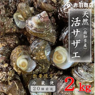 ふるさと納税 南知多町 南知多町産 活サザエ 約2kg (20個前後)