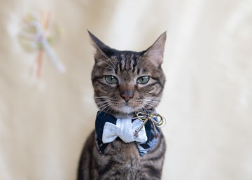 【振袖・きもの系列】新年 寵物領巾 貓咪/狗狗 和風 女生款 - 銀