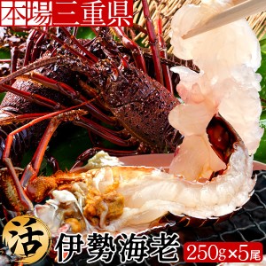 伊勢エビ 伊勢海老 活 刺身 約250g×5尾 三重県産 志摩産 活け 活魚 生タイプ 本場賢島直送 生きたまま