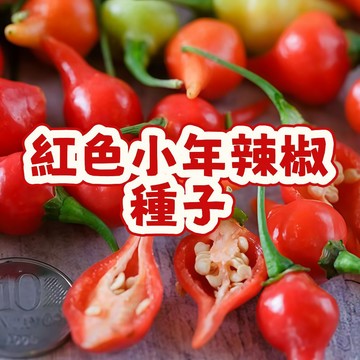【紅色小年辣椒種子】朝天椒 魔鬼椒 盆栽 陽臺 觀賞 食用 自種 新鮮 高產 種籽 辣椒苗 臺灣現貨 家庭園藝