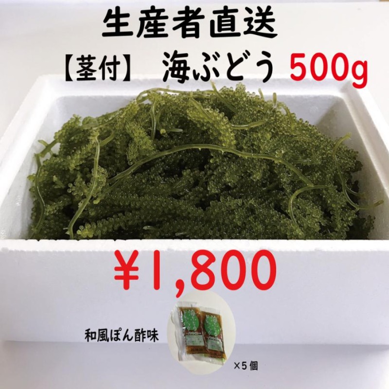 【最短翌日発送】鮮度抜群！やんばる産海ぶどう茎なし特A品2キロ 最短当日発送】鮮度抜群！やんばる産海ぶどう茎なし特A品500g