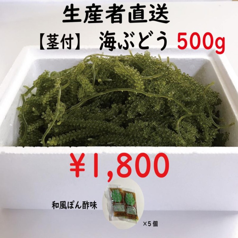 生！海ぶどう500g (茎付き)タレ付き☆生産者が送る“鮮度抜群”海ぶどう ...