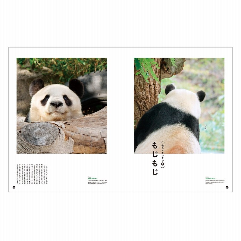 You More 写真集 神戸市立王子動物園のシャイなパンダ タンタン フェリシモ Felissimo 通販 Lineポイント最大1 0 Get Lineショッピング