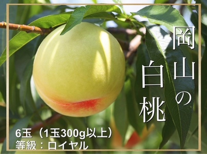 HT-1　岡山県産　白桃（1玉300ｇ以上）6玉　等級：ロイヤル　化粧箱入り