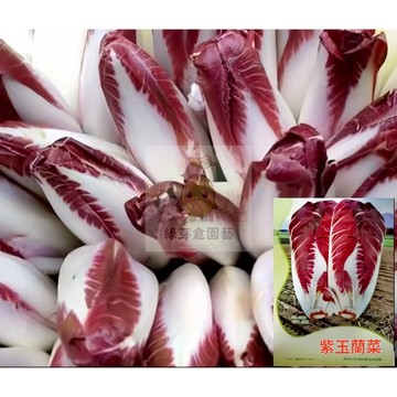 🌱【原裝蔬菜種子】紫玉蘭菜 親測出芽率超85% 不挑土壤 生長勢快 早熟品種 易種植 高產四季田園庭院蔬菜種子