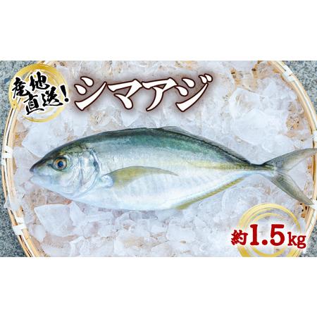 ふるさと納税 シマアジ 約1.5kg 1尾 しまあじ 縞鯵 高級魚 鮮魚 産地直送 冷蔵 養殖 国産 数量限定 徳島県海陽町