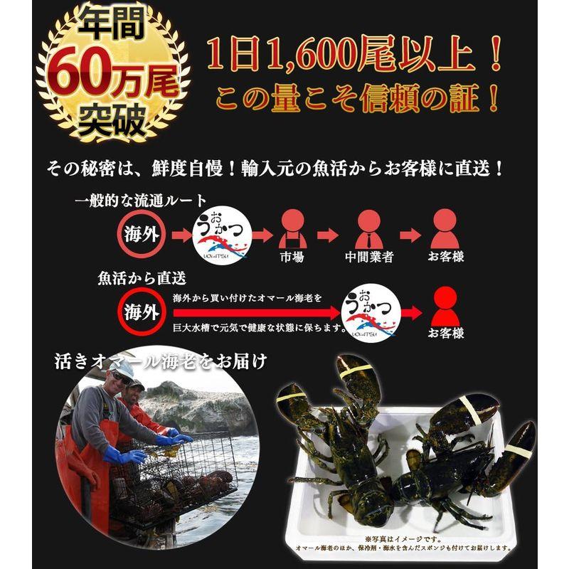 天然活オマール海老 600g 2尾 カナダ産 活物専門商社魚活活き物のため配送日時のご指定をお願いします。