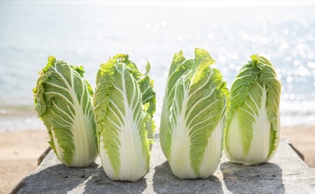 瀬戸内 牛窓産 白菜 約15kg（5～6玉） 野菜 はくさい