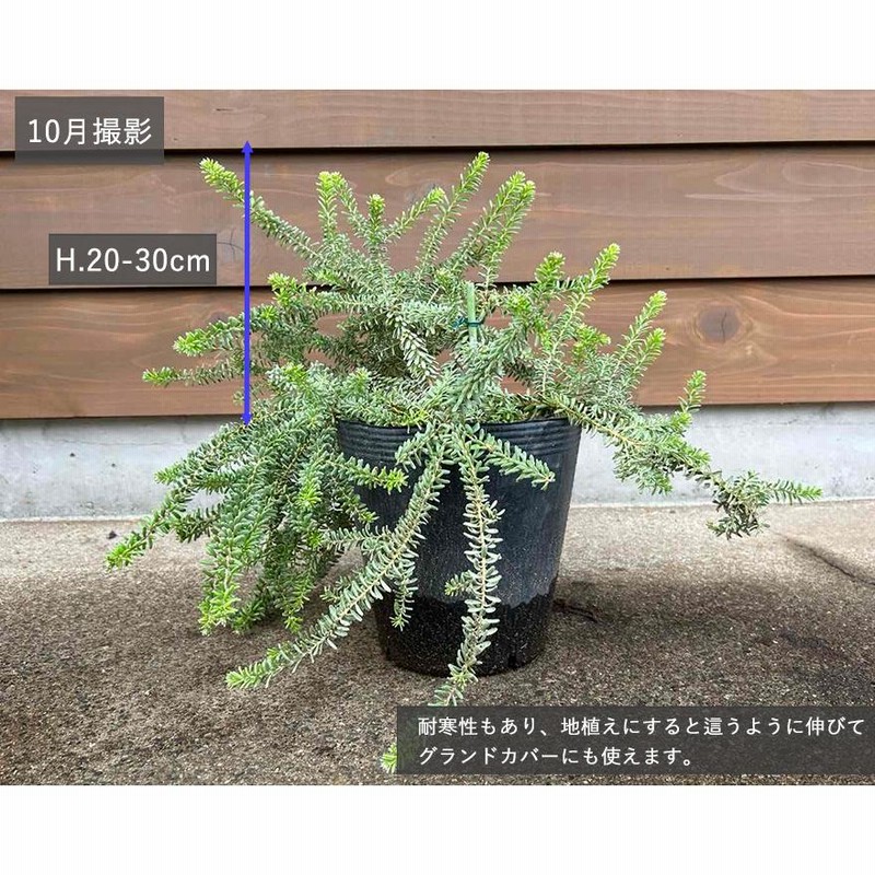 ラニゲラ グレビレア オージープランツ グレヴィレア 植木 苗木 ラニゲラ グレビレア オージープランツ グレヴィレア 植木 苗木
