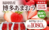 農家直送 朝採り新鮮いちご [(約270g)×4パック]＜2023年12月以降順次出荷予定＞