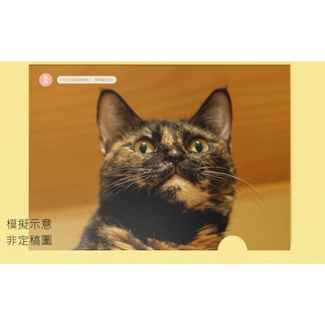 【臺北市流浪貓保護協會】《躲貓貓》2023年年曆系列單層式L夾／相思(玳瑁) TAAZE讀冊生活網路書店