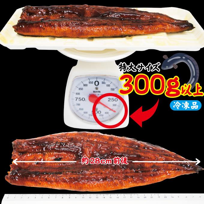 特大うなぎ蒲焼き300ｇ以上冷凍　中国産　土用の丑の日 国産に負けない肉厚 鰻重