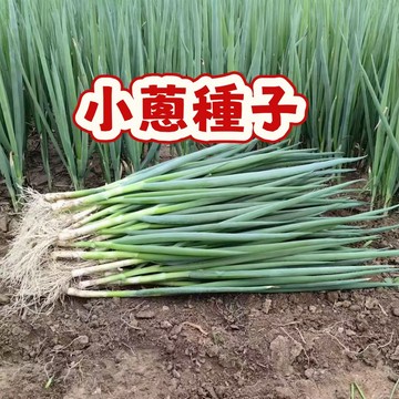 現貨-（小蔥種子）當季新籽 發芽率高 產量高  耐熱耐寒 陽台庭院盆栽 新手易種植#自留種