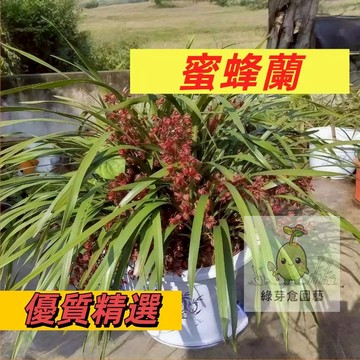 【快速出貨】蜜蜂蘭種子 引蜂蘭蘭花盆栽客廳室外陽台 年年開多年生花卉種子 帶花劍【蜜蜂排隊來】易種好養花卉