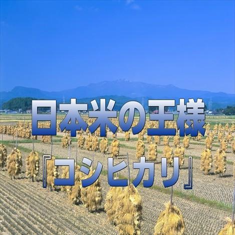 米 30kg 白米 玄米 コシヒカリ 宮城県産 令和5年産 白米5kg×6袋 玄米15kg×2袋 送料無料