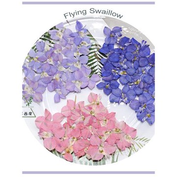 千鳥花飛燕花 干花押花植物標本滴膠手機殼兒童貼畫真花臉部裝飾