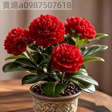 現貨 新款碧玉（50粒）重瓣花卉 重瓣碧玉花種子 盆栽庭院 花卉綠植盆栽四季開花濃香型室內盆栽室內淨化空氣